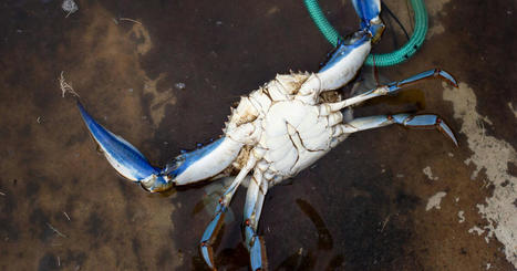 En Corse, le crabe bleu envahit les &eacute;tangs et angoisse les p&ecirc;cheurs | EntomoNews | Scoop.it