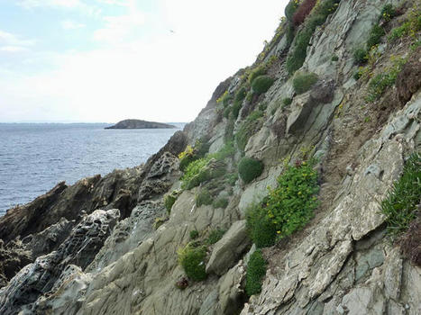 Liste rouge des écosystèmes en France : les rivages rocheux du littoral méditerranéen sous pression | Biodiversité | Scoop.it