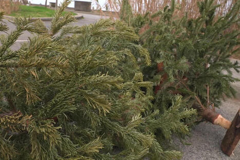 Lutte contre le n&eacute;matode du pin : cette commune du Pays basque annule la collecte des sapins de No&euml;l | BABinfo Pays Basque | Scoop.it