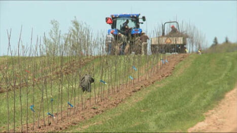 14 people and companies charged over alleged immigration scheme involving 2 P.E.I. farm operations | CBC News | Newcomers and Immigrants in Canada | Scoop.it