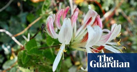 Country diary: honeysuckle is the last port in a storm for this hoverfly | Environment | The Guardian | Nature Flash | Scoop.it