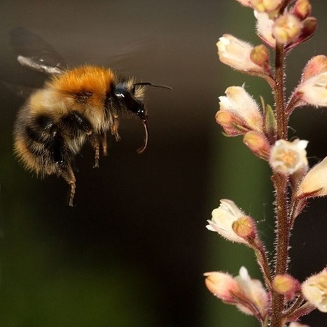 Pourquoi les plantes à fleurs considèrent les bourdons comme des bandits ? | EntomoNews | Scoop.it