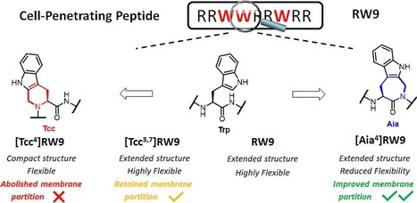 Peptides membranotropes, une histoire de flexibilité et de structuration | Life Sciences Université Paris-Saclay | Scoop.it