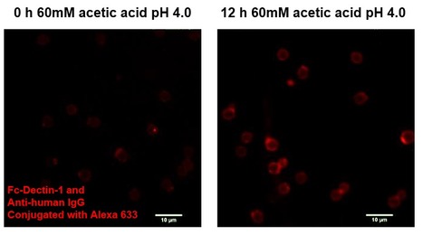 Adaptation to Acetic Acid Stress Involves Structural Alterations and Increased Stiffness of the Yeast Cell Wall | iBB | Scoop.it