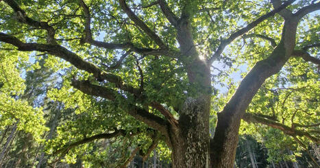 Suomen kauneimmaksi puuksi kutsuttu Paavolan tammi her&auml;tt&auml;&auml; ikiaikaista kunnioitusta | Yle Luonto | Yle | 1Uutiset - Lukemisen t&auml;hden | Scoop.it