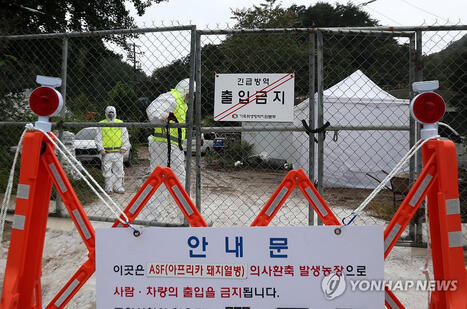 La Corée du Sud émet l'alerte «critique» suite à un 6e cas de peste porcine africaine | Actualité Bétail | Scoop.it