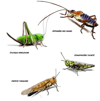 Grillon, criquet ou sauterelle… chantez maintenant ! | Variétés entomologiques | Scoop.it