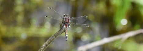 Les libellules sont de retour dans le canton de Vaud | Biodiversité | Scoop.it