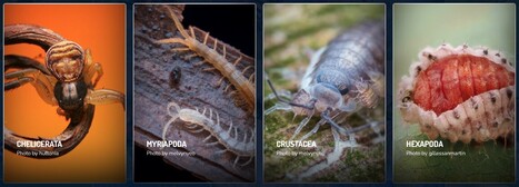 Moulting.org, un site de science citoyenne consacré à l'étude de la mue des arthropodes | Insect Archive | Scoop.it