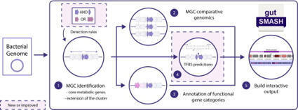 gutSMASH 2.0: extended identification of primary metabolic gene clusters from the human gut microbiota | jmb | RMH | Scoop.it