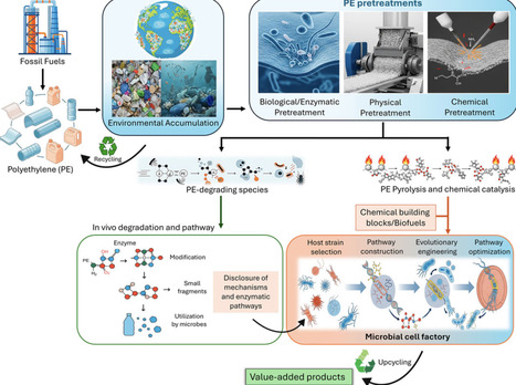 Biorecycling of polyethylene (PE): an integrated effort in pretreatment, degradation, and upcycling| frn | RMH | Scoop.it