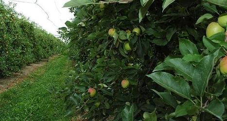 Porte-greffe: qui sont les petits nouveaux? | L’Arboriculture fruitière | HORTICULTURE | Scoop.it