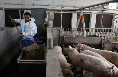 CHINA: Pigs fed new menu as Beijing weans farmers off US soy | ASIES | Scoop.it