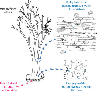 New Phytol: Fungal associations in Horneophyton ligneri from the Rhynie Chert (c. 407 million year old) closely resemble those in extant lower land plants (2014) | Plant Biology Teaching Resources (Higher Education) | Scoop.it