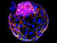Developing human embryos imaged at highest-ever resolution | Bioscience News - GEG Tech top picks | Scoop.it