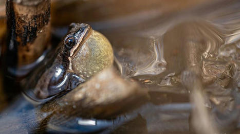 COP15 biodiversité : dans la banlieue de Montréal, une petite grenouille tente de résister à l'étalement urbain | Ils parlent de nous ! | Scoop.it