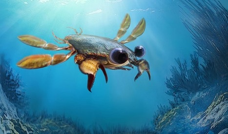 Un beau, mais déconcertant ancêtre des crabes | EntomoNews | Scoop.it