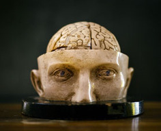 Cooperation Is a Key To Intelligence | Amazing Science | Scoop.it