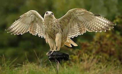 Lady Mira sur Twitter | Central Asia | Scoop.it