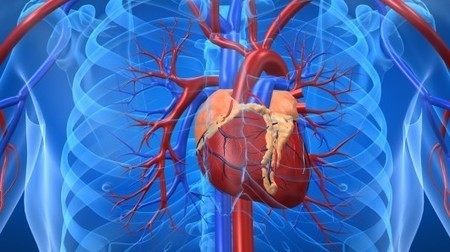 Immune system discovery could lead to a vaccine for heart disease | Longevity science | Scoop.it