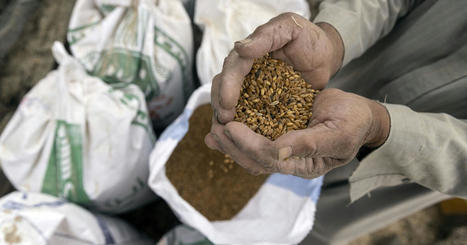 EGYPT diversifies wheat suppliers as large international purchases resume | MED-Amin network | Scoop.it