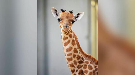 Un bébé girafe est né au parc zoologique de Paris, une première depuis six ans | Biodiversité - @ZEHUB on Twitter | Scoop.it