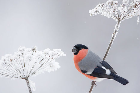 El&auml;m&auml;&auml; kaamoksessa: Punatulkkujen aika | 1Uutiset - Lukemisen t&auml;hden | Scoop.it