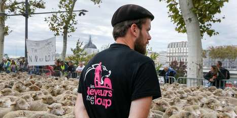 Jusqu’à 100 loups pourront être abattus en France en 2019 | Loup | Scoop.it