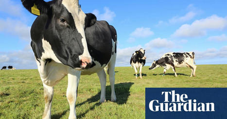 UK dairy prices could keep rising unless staff shortages ease, co-op warns | Food & drink industry | The Guardian | Microeconomics: IB Economics | Scoop.it