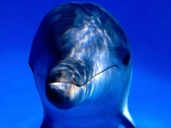 L'Inde reconnaît les dauphins comme des "personnes non humaines" et interdit les delphinariums - notre-planete.info | Ces infos qui nous font du bien | Scoop.it