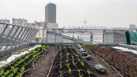 "Les toits, les parkings, les caves" : à Marseille, l'agriculture urbaine gagne de plus en plus de terrain | Nouveaux paradigmes | Scoop.it