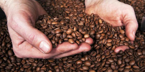 MAROC : Café et cacao : une nouvelle onde de choc se profile | CIHEAM Press Review | Scoop.it