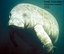 Mammal Species of the World | Animal Classification for Year 7 | Scoop.it
