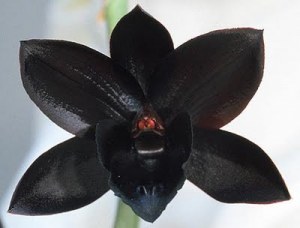 La leyenda de Orqu&iacute;dea&nbsp;Negra | Reflejos | Scoop.it