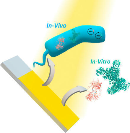 Microbial/enzymatic light-induced NADPH regeneration electrochemical cells for continuous electrosynthesis of enantioselective products | Tin | RMH | Scoop.it