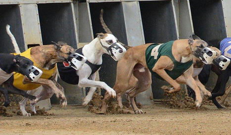 Greyhound Racing Ban Sought as Lawmakers File Bill in Congress | Greyhound Racing | Scoop.it