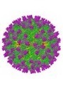 Pour survivre, le virus de la fièvre catarrhale ovine détourne une fonction cellulaire de son hôte  | EntomoNews | Scoop.it