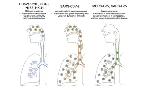 Lessons for COVID-19 Immunity from other Coronavirus Infections&nbsp; | Virus World | Scoop.it