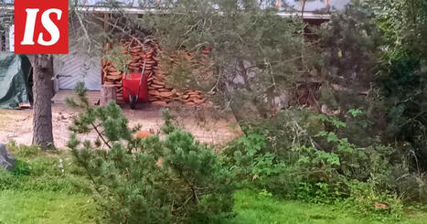 Markun pihalla Kemi&ouml;nsaaressa kauriit jahtasivat toisiaan | 1Uutiset - Lukemisen t&auml;hden | Scoop.it