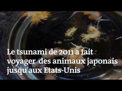 Comment le tsunami de 2011 a fait voyager des animaux japonais jusqu’aux États-Unis | EntomoNews | Scoop.it