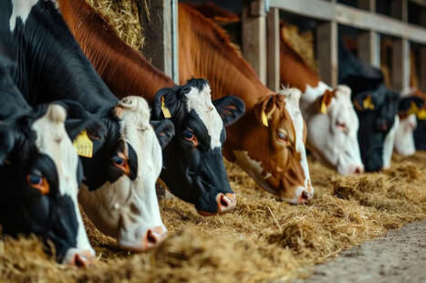 Pourquoi nous ne consommerons plus jamais autant de lait et de viande qu’avant | Prospectives et nouveaux enjeux dans l'entreprise | Scoop.it
