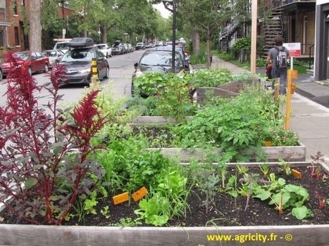 Agriculture urbaine : un secteur d'innovations et inspirant  - ECOLO DU JOUR - L'ECOLOGIE EN POSITIF | Nature en ville | Scoop.it