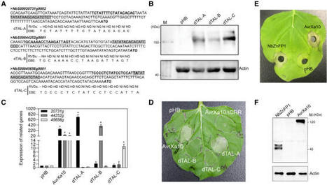 A Xanthomonas transcription activator-like effector is trapped in nonhost plants for immunity - Plant Communications | TAL effector science | Scoop.it