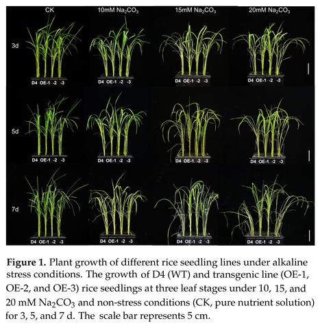 Overexpression of Abscisic Acid Biosynthesis Gene OsNCED3 Enhances Survival Rate and Tolerance to Alkaline Stress in Rice Seedlings | Plant hormones (Literature sources on phytohormones and plant signalling) | Scoop.it