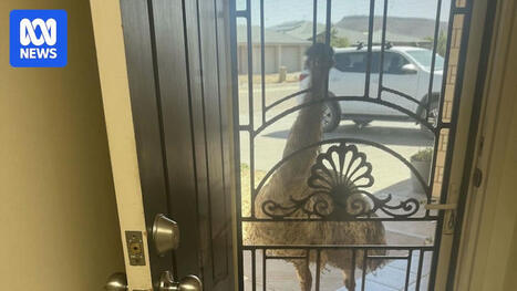 Animals move into built-up areas as drought continues in South Australia - ABC News | Operation Deimos | Scoop.it
