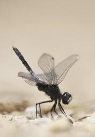 Un trophée pour les libellules rares | Variétés entomologiques | Scoop.it