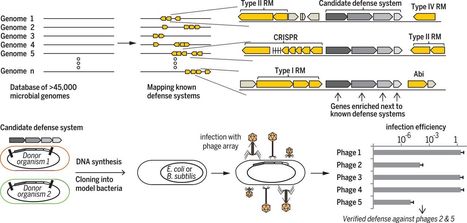 Systematic discovery of antiphage defense systems in the microbial pangenome SCI | RMH | Scoop.it