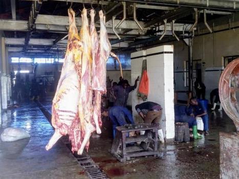 RDC. Ituri : L'abattoir industriel de Bunia alerte sur le danger que court la population à cause des abattages "illicites" des bêtes | La Gazette des abattoirs | Scoop.it