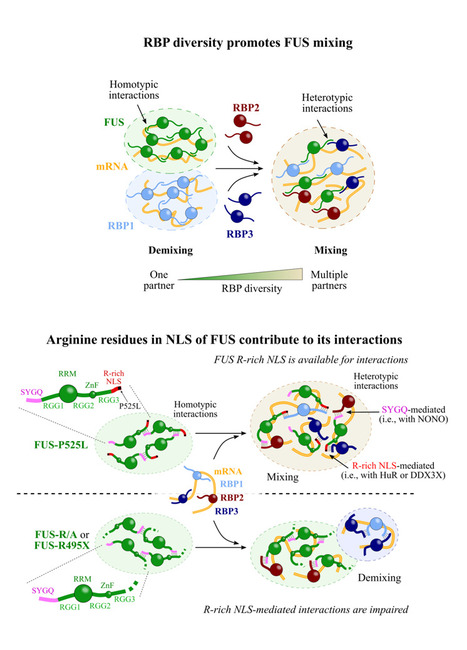 La technologie &laquo; MT bench &raquo; r&eacute;v&egrave;le l&rsquo;influence de mutations pathologiques de FUS sur sa s&eacute;paration de phase cellulaire | Life Sciences Universit&eacute; Paris-Saclay | Scoop.it