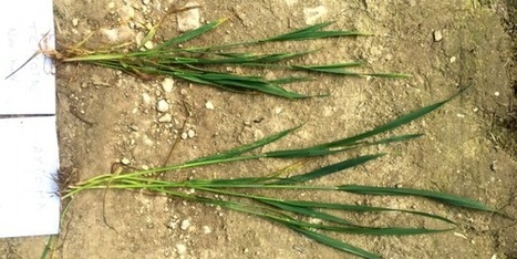 Axioma, pousse prometteuse d’une agriculture disruptive | La sélection d'ADI | Scoop.it